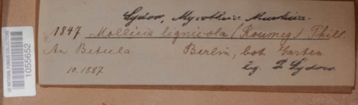 Mollisia ligni image